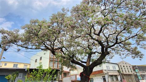 有香味的樹木|《小檔案》苦楝樹：春天開花、有香味的本土樹種